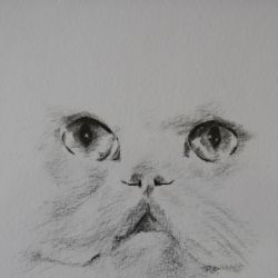 Dessin Chat