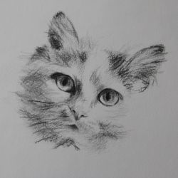 Dessin Chat 2