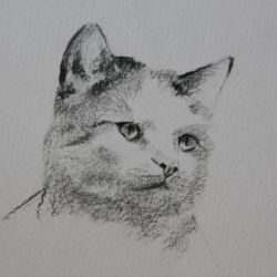 Dessin Chat 3