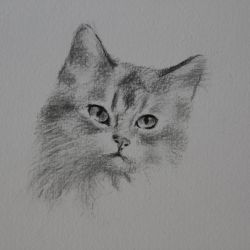 Dessin Chat 4