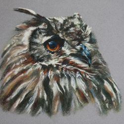 Dessin pastels Hibou 