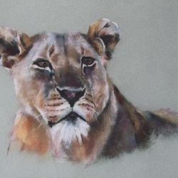 Dessin pastels La lionne